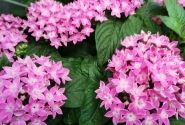 Pentas lanceolata Graffiti 20/20 Lavender Pink