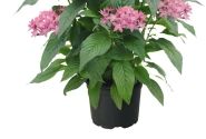 Pentas lanceolata Graffiti 20/20 Lavender Pink