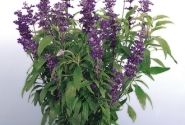 Salvia farinacea Evolution Violet