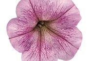 Petunia hybrida SUCCESS! Silver Vein