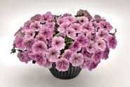 Petunia hybrida SUCCESS! Silver Vein