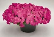 Petunia hybrida SUCCESS! Pink