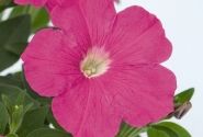 Petunia hybrida SUCCESS! Pink