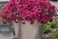 Petunia hybrida SUCCESS! Rose