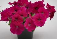 Petunia hybrida SUCCESS! Rose