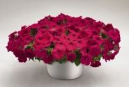 Petunia hybrida SUCCESS! Rose