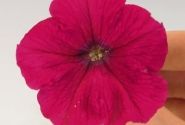 Petunia hybrida SUCCESS! Rose
