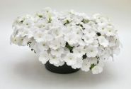 Petunia hybrida SUCCESS! White