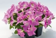 Petunia grandiflora SUCCESS! HD Light Pink