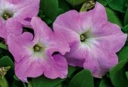 Petunia grandiflora SUCCESS! HD Light Pink