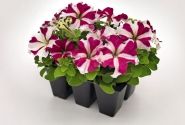 Petunia grandiflora SUCCESS!  360 Rose Star