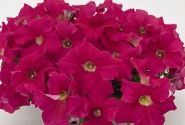 Petunia grandiflora SUCCESS!  360 Deep Pink
