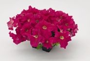 Petunia grandiflora SUCCESS!  360 Deep Pink