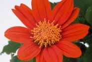 Tithonia rotundifolia Fiesta del Sol