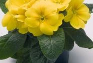 Primula elatior Piano Yellow