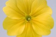 Primula elatior Piano Yellow
