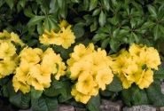 Primula elatior Piano Yellow