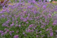 Verbena bonariensis Finesse