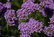 Verbena bonariensis Vanity