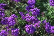 Verbena speciosa Imagination
