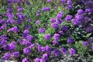 Verbena speciosa Imagination