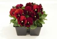 Viola cornuta Admire Red Blotch