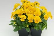 Viola cornuta Admire Yellow