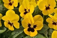 Viola cornuta Admire Yellow Blotch