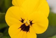 Viola cornuta Admire Yellow Blotch