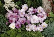 Viola wittrockiana Inspire Lilac Shades