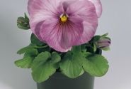 Viola wittrockiana Inspire Lilac Shades