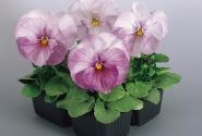 Viola wittrockiana Inspire Lilac Shades
