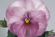 Viola wittrockiana Inspire Lilac Shades