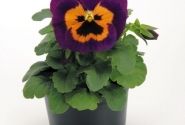Viola wittrockiana Inspire Purple & Orange