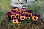 Viola wittrockiana Inspire Purple & Orange