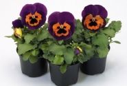 Viola wittrockiana Inspire Purple & Orange
