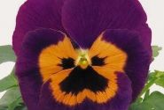 Viola wittrockiana Inspire Purple & Orange