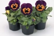 Viola wittrockiana Inspire Purple & Orange