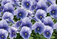 Viola wittrockiana Inspire PLUS Light Blue