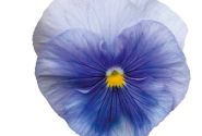 Viola wittrockiana Inspire PLUS Light Blue