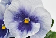 Viola wittrockiana Inspire PLUS Metallic Blue shades