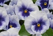 Viola wittrockiana Inspire PLUS Metallic Blue shades