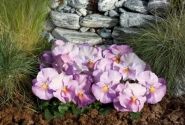 Viola wittrockiana Inspire Lavender Pink