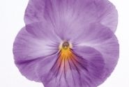 Viola wittrockiana Inspire Lavender Pink