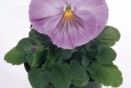 Viola wittrockiana Inspire Lavender Pink