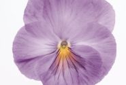 Viola wittrockiana Inspire Lavender Pink