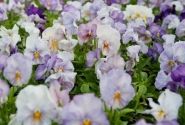 Viola wittrockiana Inspire Lavender Pink