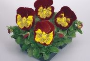 Viola wittrockiana Cats Red & Gold