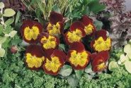 Viola wittrockiana Cats Red & Gold
