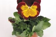 Viola wittrockiana Cats Red & Gold